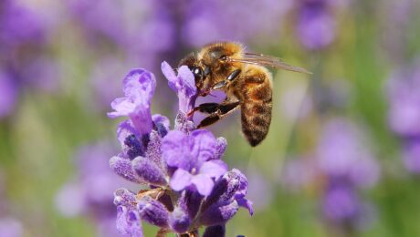 Apis mellifera & Lavandula angustifolia in Belgium (Hamois).