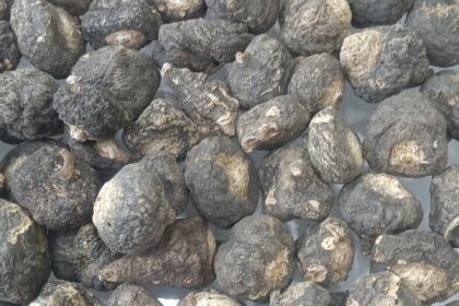 Maca (Lepidium meyenii) black maca