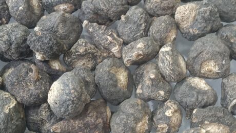 black maca