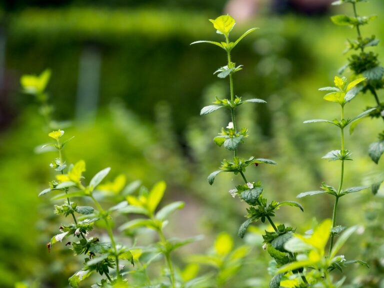 Zitronenmelisse, lat.: Melissa officinalis