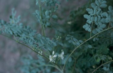 Close-up photograph of Moringa oleifera (Drumstick Tree or Horseradish Tree) in an unidentified location. Plant has green stems and dark green, oval leaves. Plant is in bloom with white flowers. The exact location could not be determined, but was taken in Singapore, Australia, or Indonesia.1 photograph : positive, col. ; 35 mm.