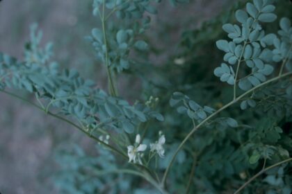 Close-up photograph of Moringa oleifera (Drumstick Tree or Horseradish Tree) in an unidentified location. Plant has green stems and dark green, oval leaves. Plant is in bloom with white flowers. The exact location could not be determined, but was taken in Singapore, Australia, or Indonesia.1 photograph : positive, col. ; 35 mm.