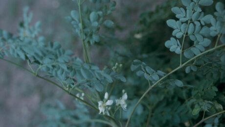 Close-up photograph of Moringa oleifera (Drumstick Tree or Horseradish Tree) in an unidentified location. Plant has green stems and dark green, oval leaves. Plant is in bloom with white flowers. The exact location could not be determined, but was taken in Singapore, Australia, or Indonesia.1 photograph : positive, col. ; 35 mm.