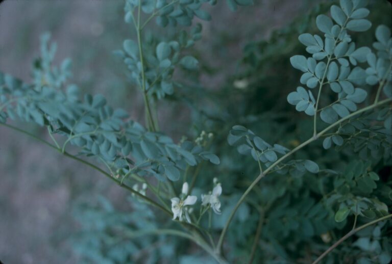 Close-up photograph of Moringa oleifera (Drumstick Tree or Horseradish Tree) in an unidentified location. Plant has green stems and dark green, oval leaves. Plant is in bloom with white flowers. The exact location could not be determined, but was taken in Singapore, Australia, or Indonesia.1 photograph : positive, col. ; 35 mm.