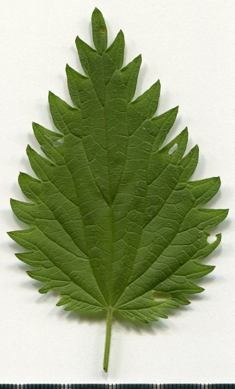 Urtica dioica. Leaf adaxial side. Herbarium of the city Elektrostal Moscow Oblast, 2020 year. Created by scanography. Collection D.Makeev. Scale 1 unit = 1 mm. These are original colors. Please do not make edit.