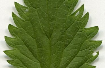 Ortiga (Urtica dioica) Urtica dioica. Leaf adaxial side. Herbarium of the city Elektrostal Moscow Oblast, 2020 year. Created by scanography. Collection D.Makeev. Scale 1 unit = 1 mm. These are original colors. Please do not make edit.