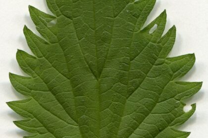 Urtica dioica. Leaf adaxial side. Herbarium of the city Elektrostal Moscow Oblast, 2020 year. Created by scanography. Collection D.Makeev. Scale 1 unit = 1 mm. These are original colors. Please do not make edit.