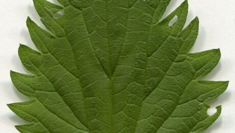 Urtica dioica. Leaf adaxial side. Herbarium of the city Elektrostal Moscow Oblast, 2020 year. Created by scanography. Collection D.Makeev. Scale 1 unit = 1 mm. These are original colors. Please do not make edit.