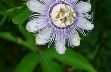 Pasiflora (Passiflora incarnata) Family: Passifloraceae Passiflora incarnata