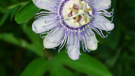 Family: Passifloraceae Passiflora incarnata