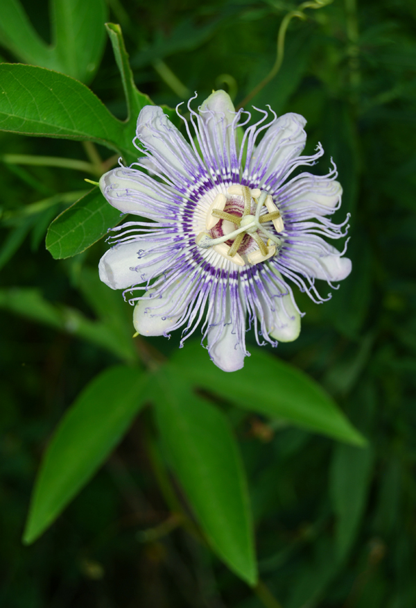 Family: Passifloraceae Passiflora incarnata