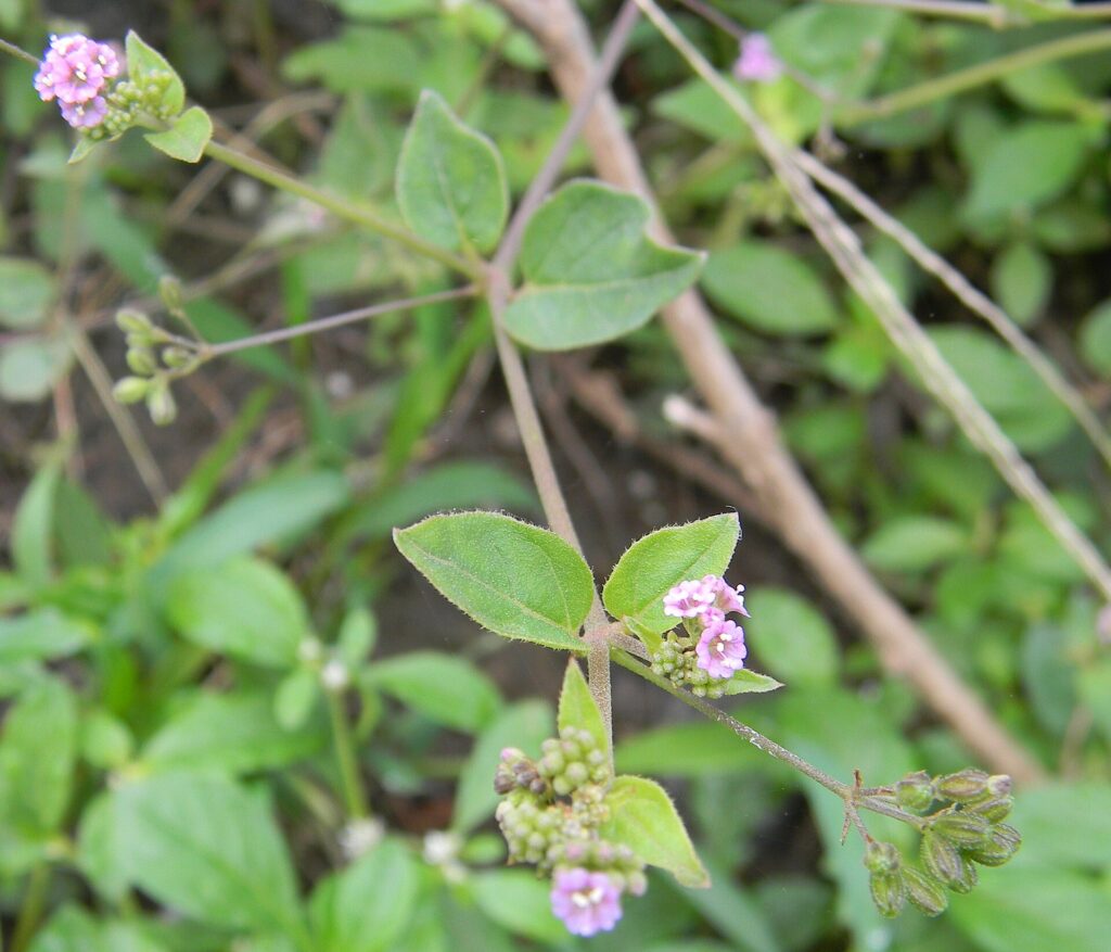 This is Boerhavia diffusa,a herb, popularly called as 'Punarnava" (Sanskrit name) .