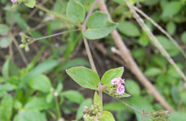 This is Boerhavia diffusa,a herb, popularly called as 'Punarnava