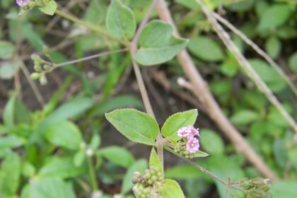 Punarnava (Boerhavia diffusa) This is Boerhavia diffusa,a herb, popularly called as 'Punarnava