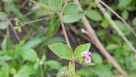 This is Boerhavia diffusa,a herb, popularly called as 'Punarnava