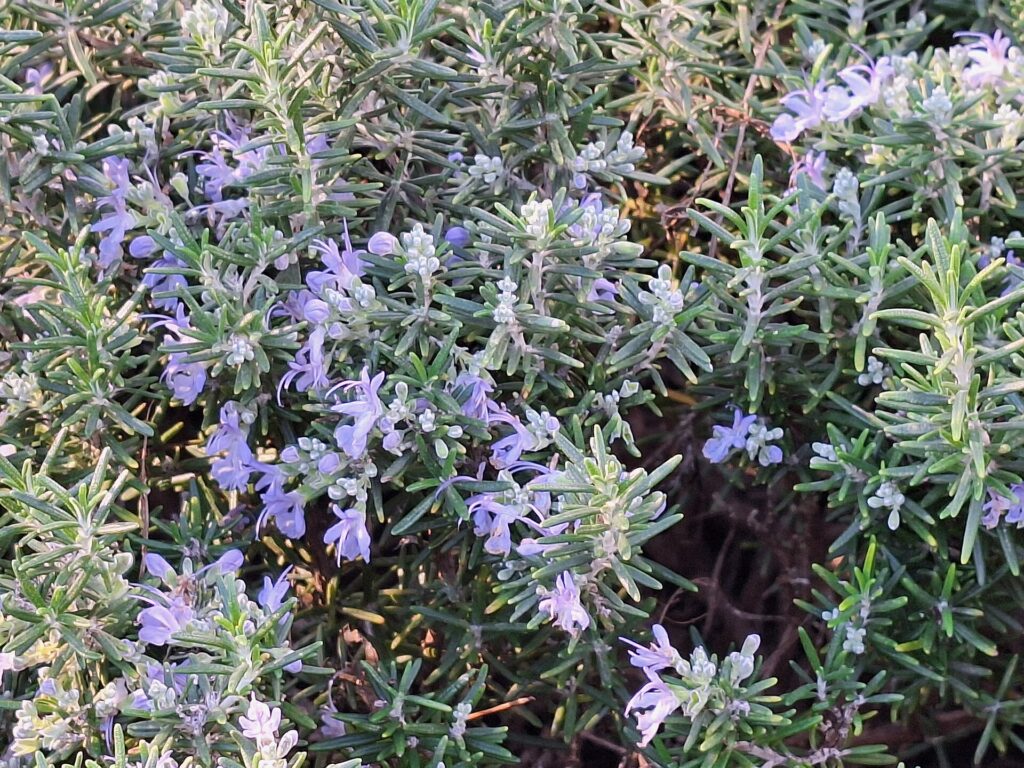 Flowering rosemary (Salvia rosmarinus) in the outdoor area of the Coves del Drac on Mallorca. The evergreen Mediterranean shrub features narrow, needle-like leaves and numerous pale blue to light violet bilabiate flowers. Rosemary is a characteristic culinary and ornamental plant of the Mediterranean region and is commonly cultivated in gardens and public landscapes.