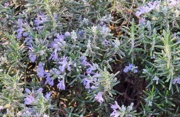 Flowering rosemary (Salvia rosmarinus) in the outdoor area of the Coves del Drac on Mallorca. The evergreen Mediterranean shrub features narrow, needle-like leaves and numerous pale blue to light violet bilabiate flowers. Rosemary is a characteristic culinary and ornamental plant of the Mediterranean region and is commonly cultivated in gardens and public landscapes.
