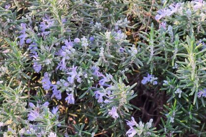 Flowering rosemary (Salvia rosmarinus) in the outdoor area of the Coves del Drac on Mallorca. The evergreen Mediterranean shrub features narrow, needle-like leaves and numerous pale blue to light violet bilabiate flowers. Rosemary is a characteristic culinary and ornamental plant of the Mediterranean region and is commonly cultivated in gardens and public landscapes.