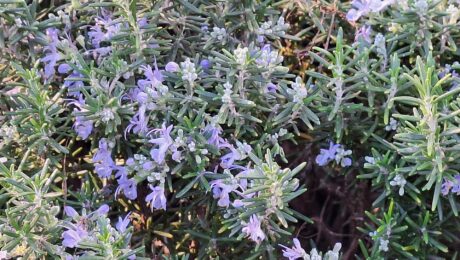 Flowering rosemary (Salvia rosmarinus) in the outdoor area of the Coves del Drac on Mallorca. The evergreen Mediterranean shrub features narrow, needle-like leaves and numerous pale blue to light violet bilabiate flowers. Rosemary is a characteristic culinary and ornamental plant of the Mediterranean region and is commonly cultivated in gardens and public landscapes.