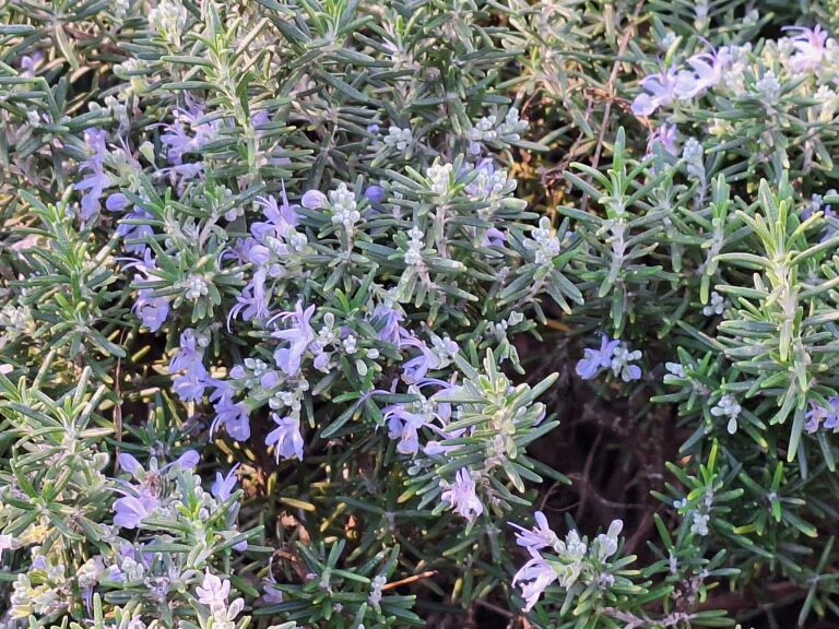 Flowering rosemary (Salvia rosmarinus) in the outdoor area of the Coves del Drac on Mallorca. The evergreen Mediterranean shrub features narrow, needle-like leaves and numerous pale blue to light violet bilabiate flowers. Rosemary is a characteristic culinary and ornamental plant of the Mediterranean region and is commonly cultivated in gardens and public landscapes.