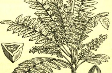 Drawing/wood engraving of leaves, flower, seed, etc., of Olibanum (Boswellia serrata), the 