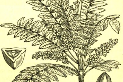 Drawing/wood engraving of leaves, flower, seed, etc., of Olibanum (Boswellia serrata), the 
