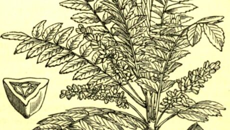 Drawing/wood engraving of leaves, flower, seed, etc., of Olibanum (Boswellia serrata), the 