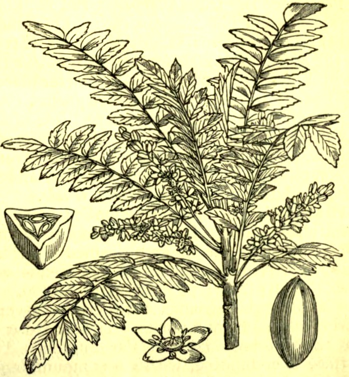 Drawing/wood engraving of leaves, flower, seed, etc., of Olibanum (Boswellia serrata), the "true" frankincense of the ancients.
