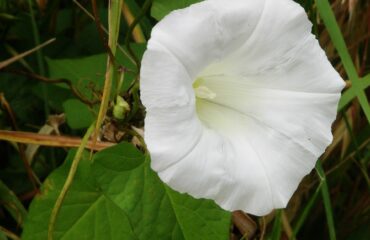 A flower of Calystegia sepium (Greater Bindweed).