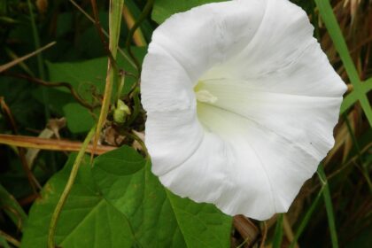 A flower of Calystegia sepium (Greater Bindweed).