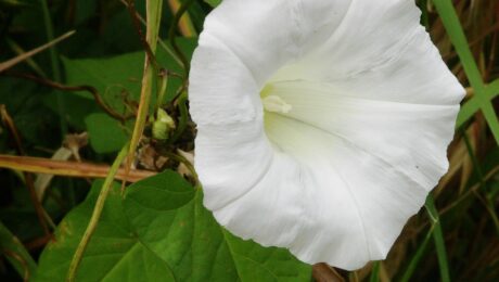 A flower of Calystegia sepium (Greater Bindweed).