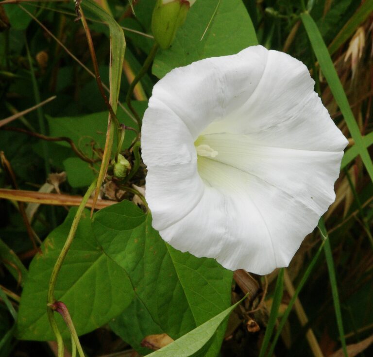A flower of Calystegia sepium (Greater Bindweed).