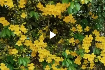Uña de gato (Uncaria tomentosa) Cat:s claw hedge off our Resort swimming pool in full bloom in 2 March '26
