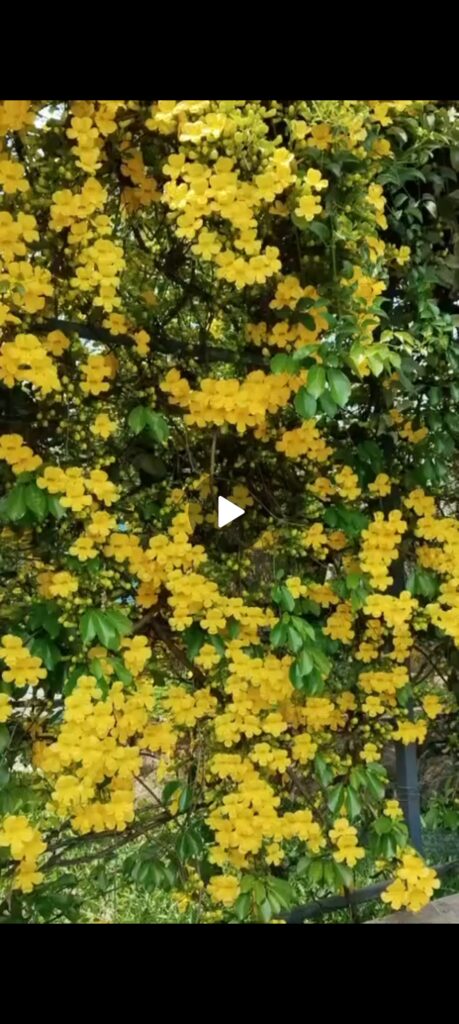 Cat:s claw hedge off our Resort swimming pool in full bloom in 2 March '26