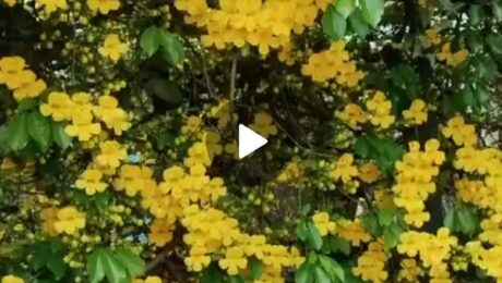 Cat:s claw hedge off our Resort swimming pool in full bloom in 2 March '26