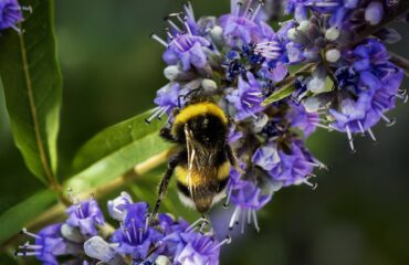 Vitex agnus-castus (chaste tree), with Bombus lucorum
