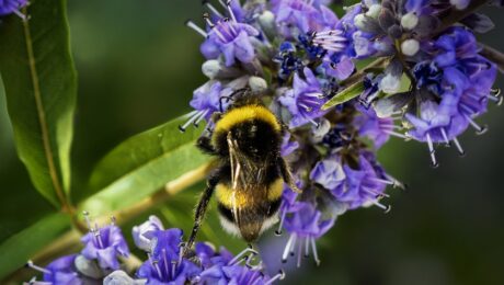 Vitex agnus-castus (chaste tree), with Bombus lucorum