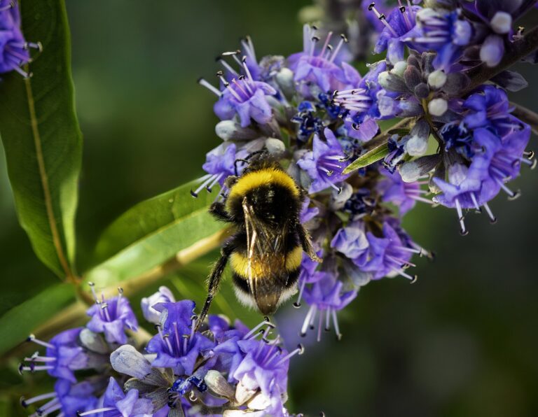 Vitex agnus-castus (chaste tree), with Bombus lucorum