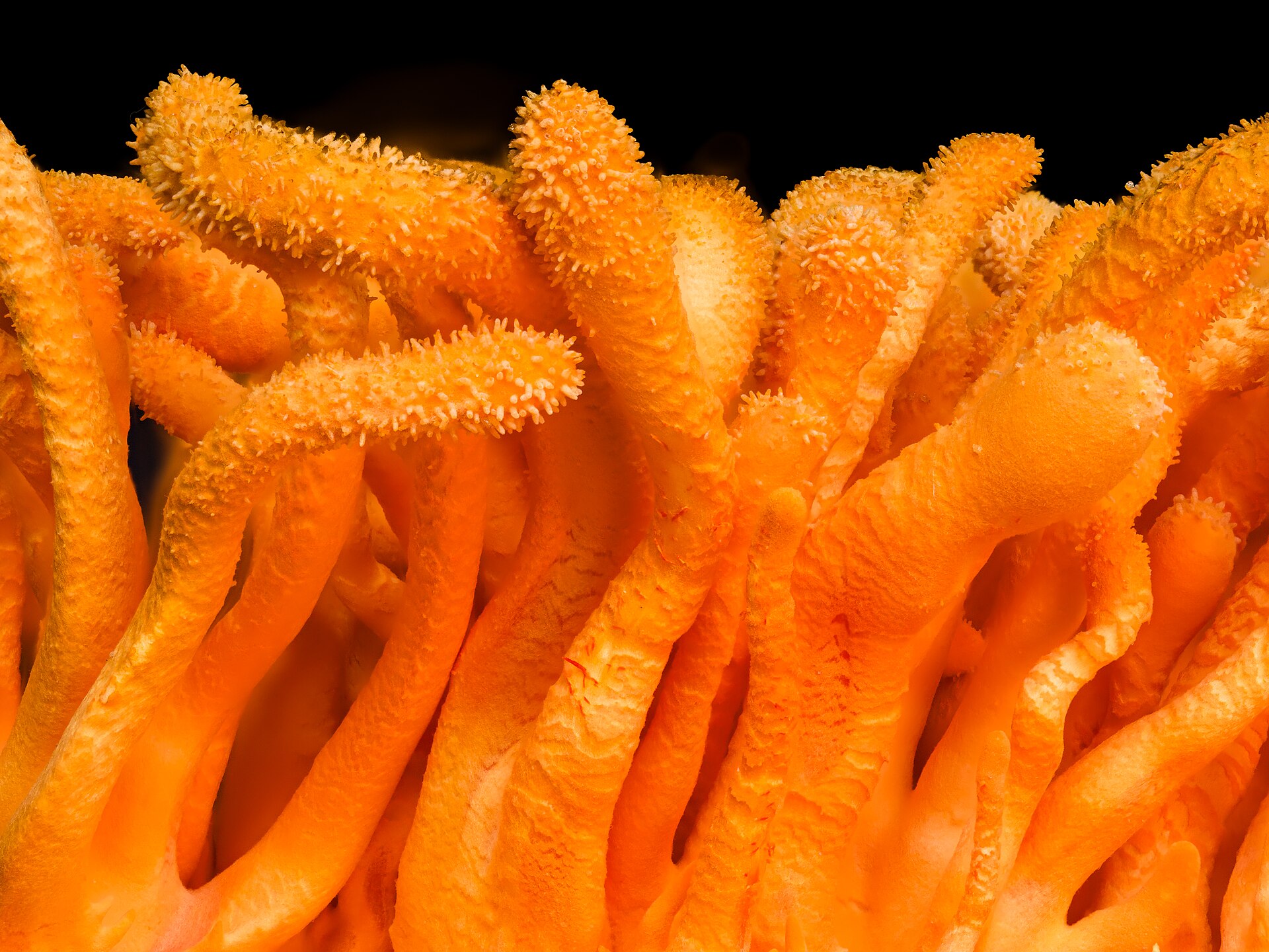 Cordyceps militaris – fotografía para investigación