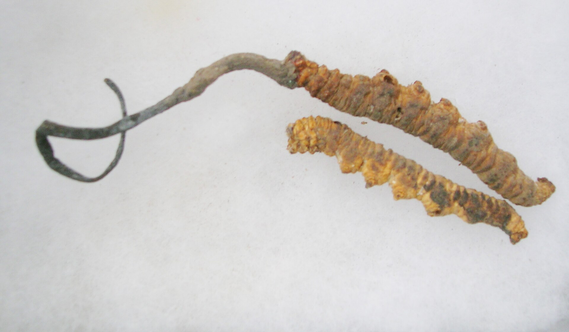Fotografía real de Ophiocordyceps sinensis sobre larvas