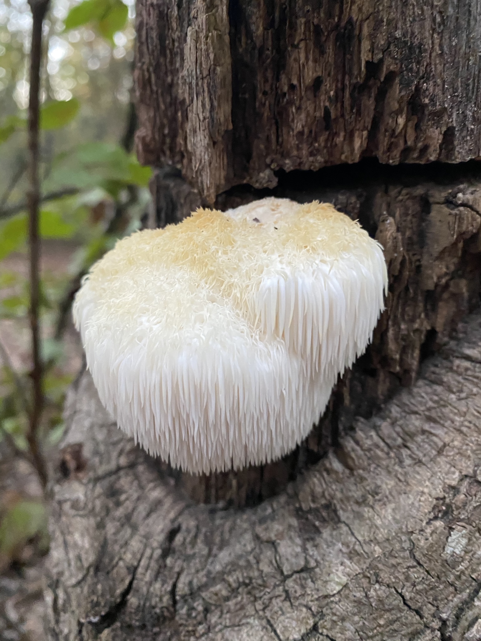 Fotografía real de Hericium erinaceus o melena de león sobre madera