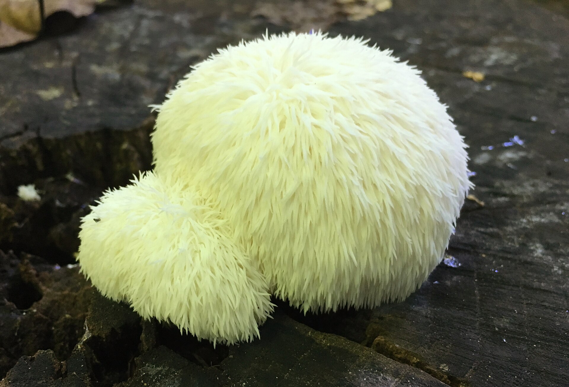 Fotografía de Hericium erinaceus creciendo sobre madera