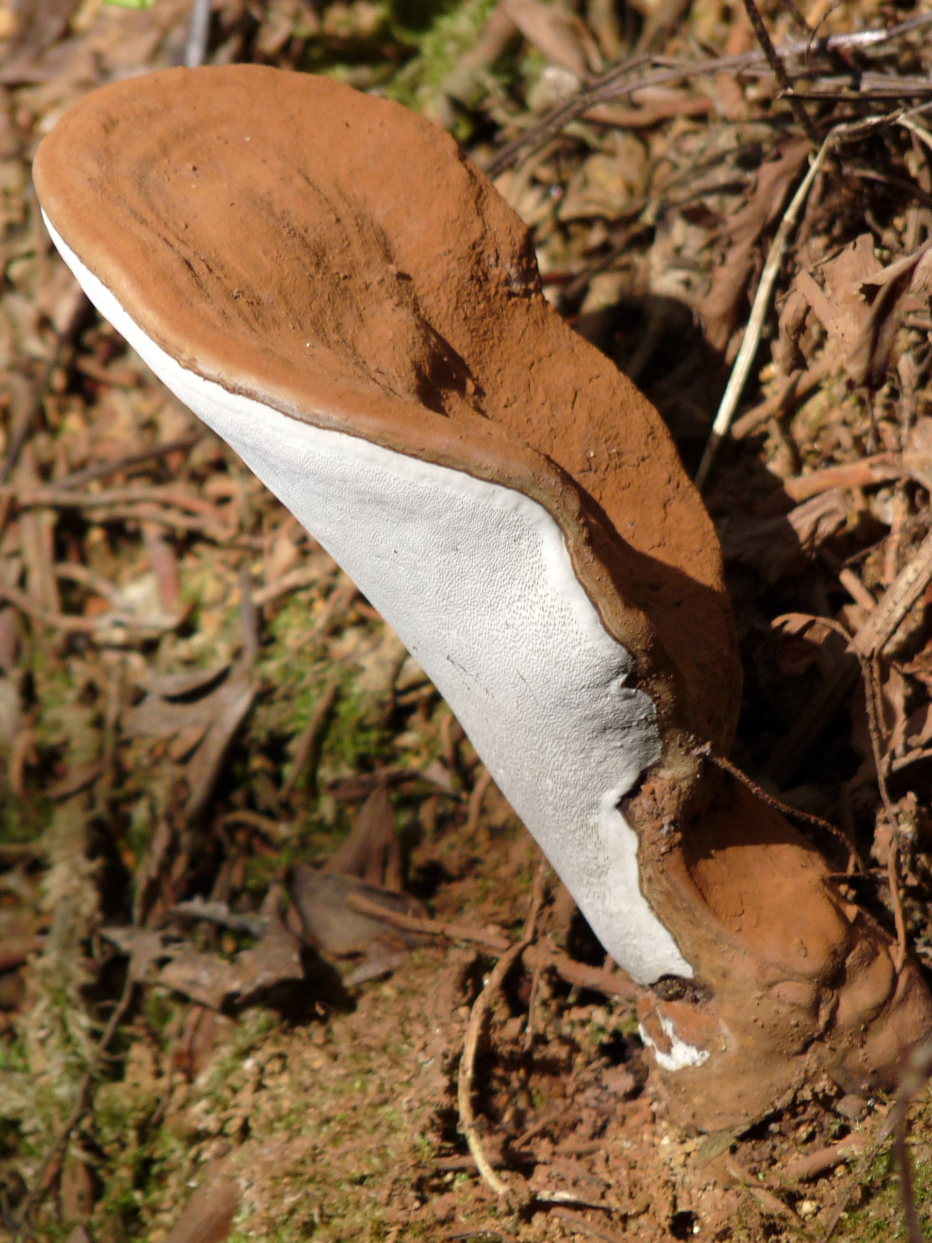 Fotografía real de Ganoderma lucidum o Lingzhi sobre madera