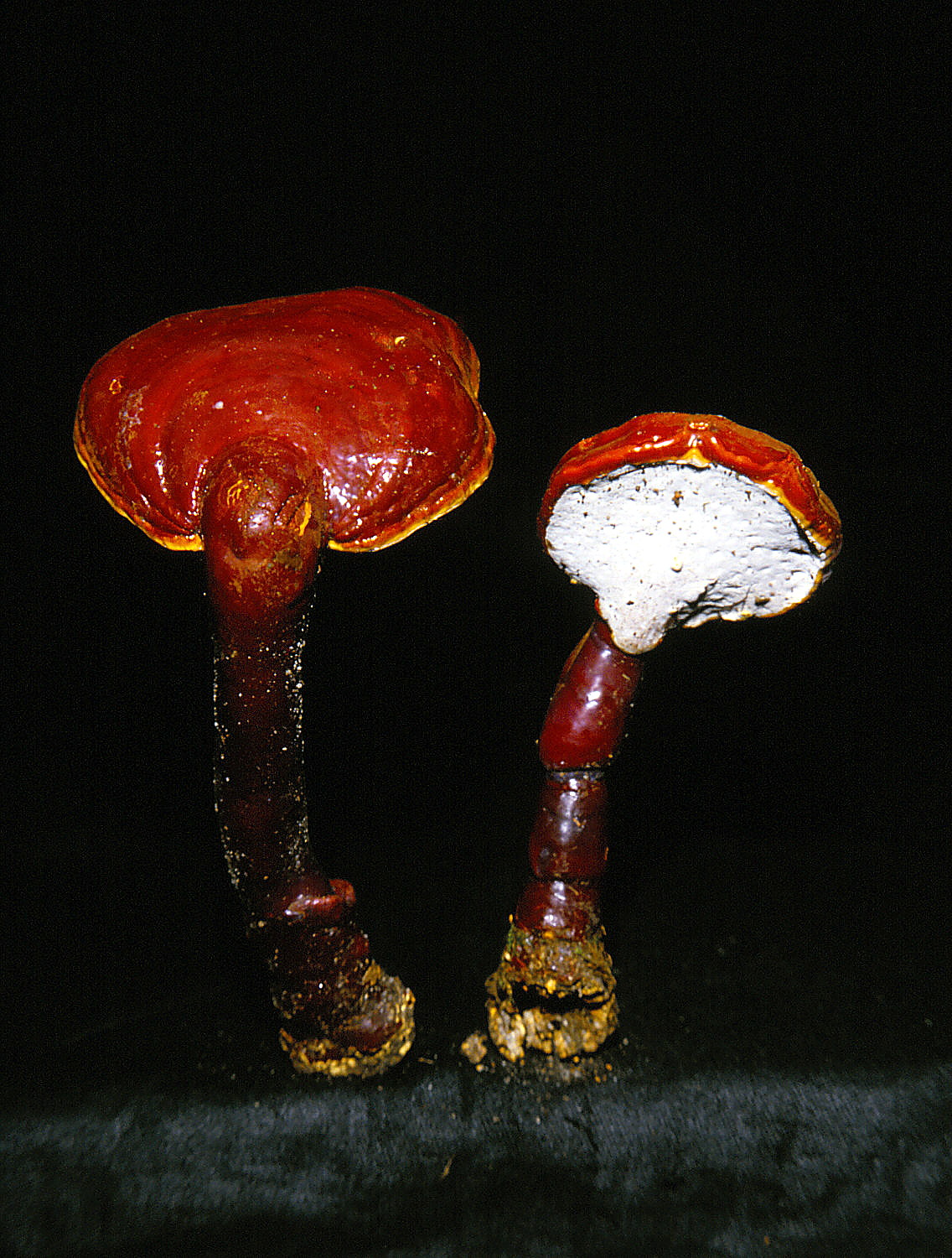 Fotografía de Ganoderma lucidum para la comparación con adaptógenos