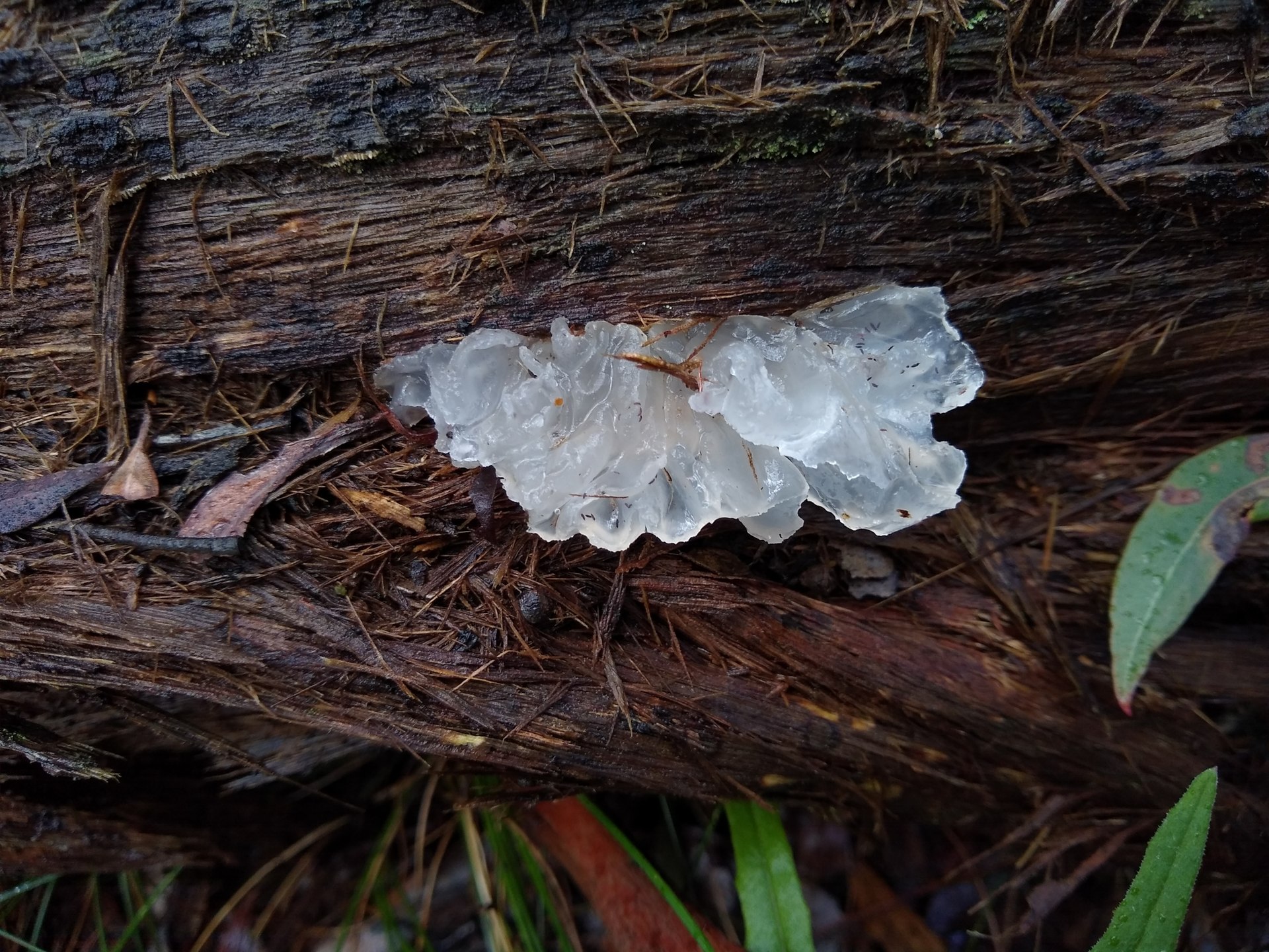 Fotografía real de Tremella fuciformis, hongo gelatinoso blanco
