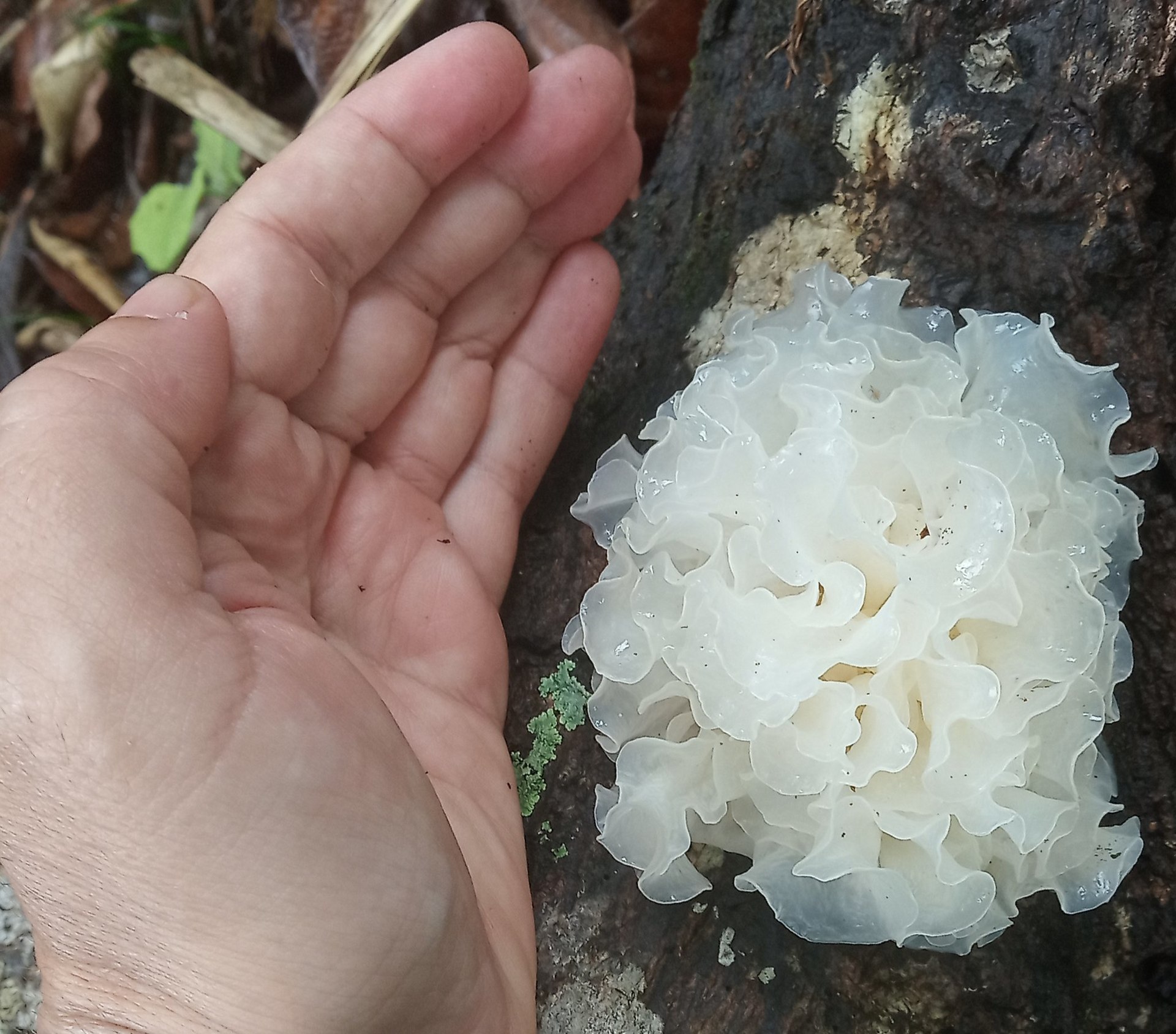 Detalle fotográfico de Tremella fuciformis sobre madera