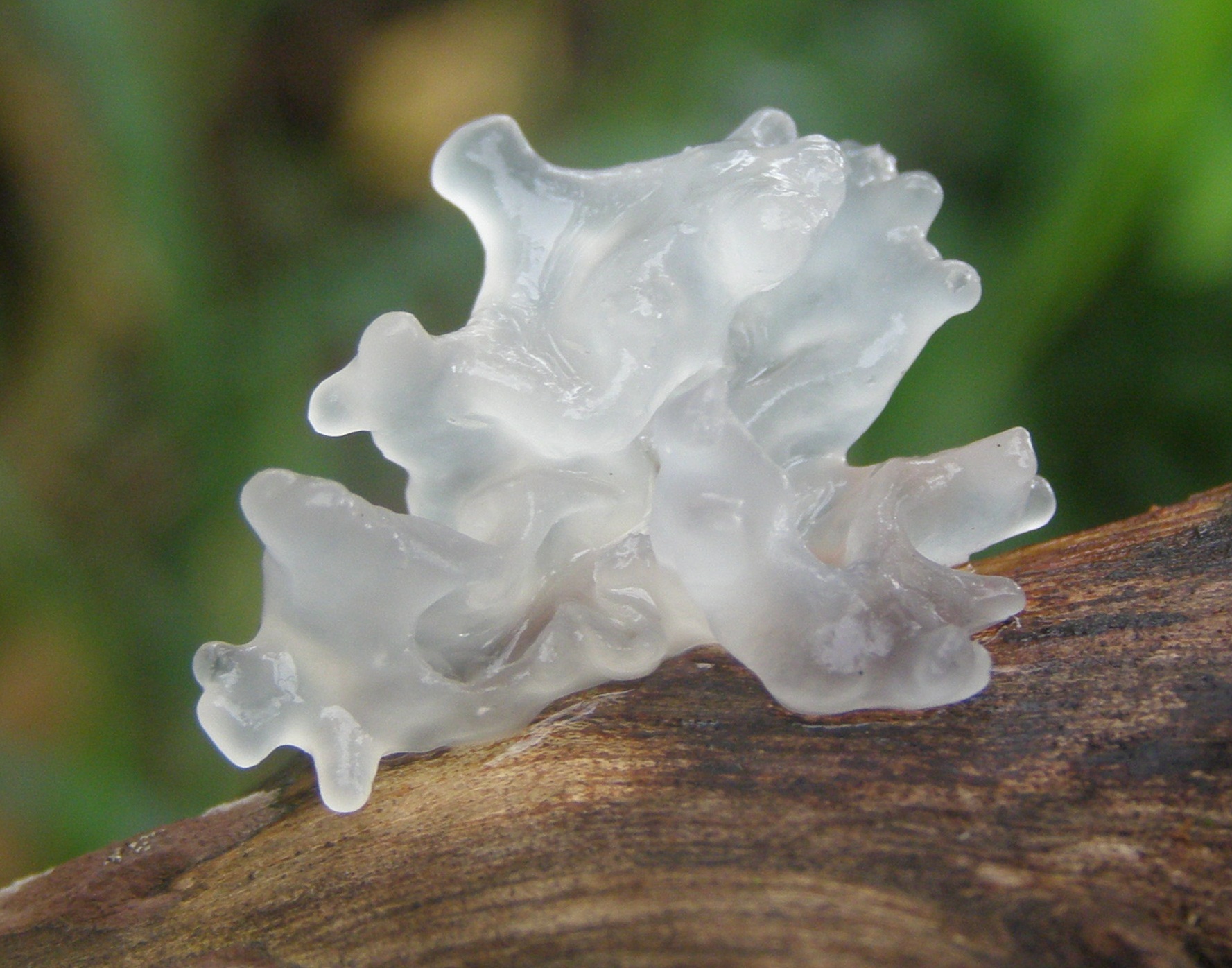 Ejemplar de Tremella fuciformis usado como cierre visual antes de la lectura ayurvédica